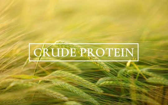 Định lượng protein thô trong ngũ cốc và đậu TCVN 8125:2015