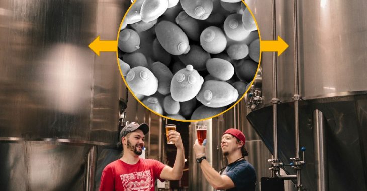 Thu hồi và tồn trữ nấm men trong sản xuất bia