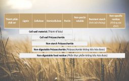 Phương pháp phân tích carbohydrate thực phẩm (theo hướng dẫn của FAO)
